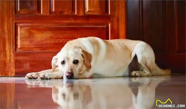 老年犬春季护理怎么做?专业兽医师给您十条建议