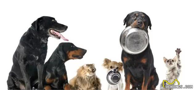 老年犬春季护理怎么做?专业兽医师给您十条建议