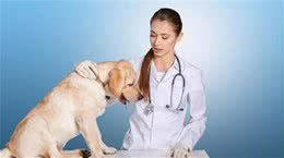 狗狗感冒了，我们应当怎么办？