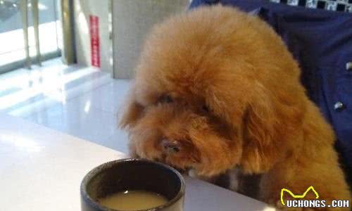 哪些食物需要谨慎给犬喂食