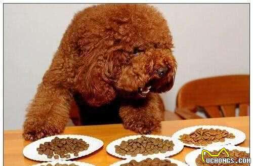 如何知道泰迪犬纯不纯？看这5点准没错