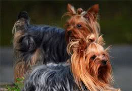 纯粹的宠物伴侣：极具魅力的丝毛梗犬