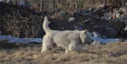 下司犬传说