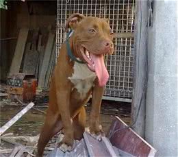 比特犬肌肉发达，头脑聪明，比特犬厉害吗？详细了解比特犬吧