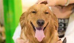 狗狗体味重，注意多是以下几种原因造成的