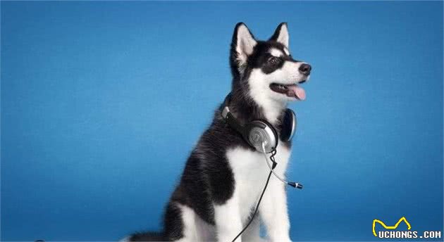 西伯利亚雪橇犬，哈士奇，是怎么变成传说中的二哈傻白甜的？！