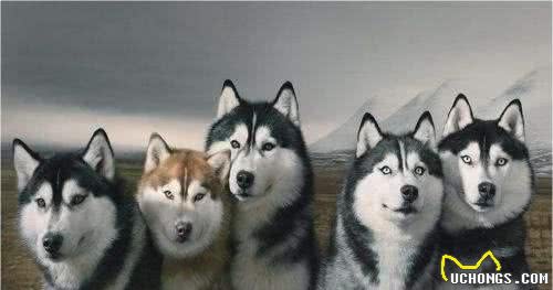 西伯利亚雪橇犬，哈士奇，是怎么变成传说中的二哈傻白甜的？！