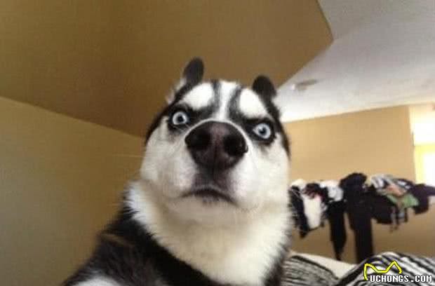 西伯利亚雪橇犬，哈士奇，是怎么变成传说中的二哈傻白甜的？！