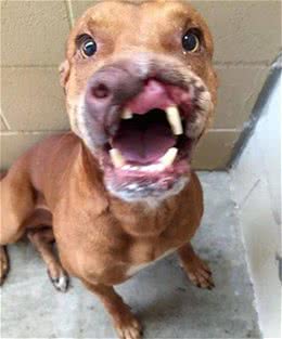 狗狗脸受伤的让人害怕，看看他恢复后的模样让人欣慰