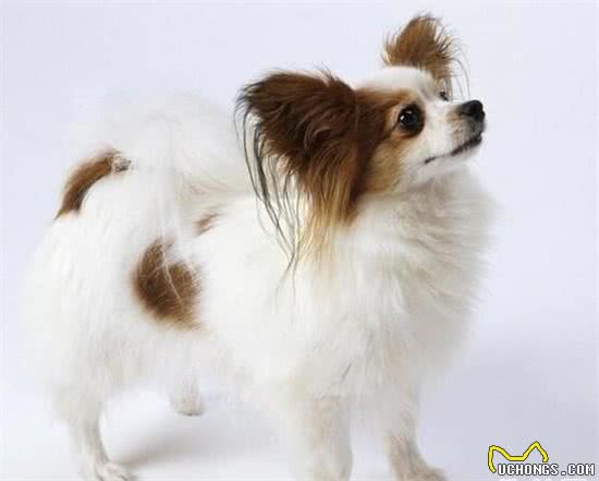 养好蝴蝶犬有多难