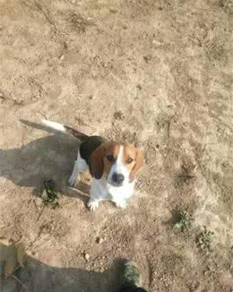 最近有幸接待了两条代训比格犬，说说我对比格犬的认识！