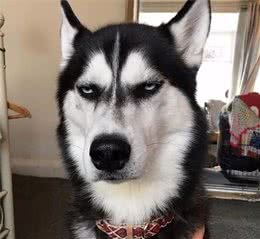关于这些日常训练你家的狗狗做了吗？