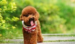 给贵宾犬断尾、杜宾犬剪耳，是残忍还是为狗狗好？