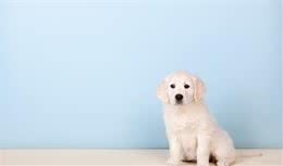 狗狗随地乱拉乱尿，靠打来纠正？不必打，照样可教会狗狗定点