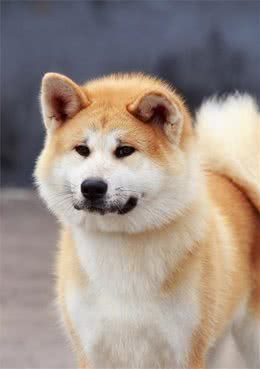 忠犬八公—秋田犬