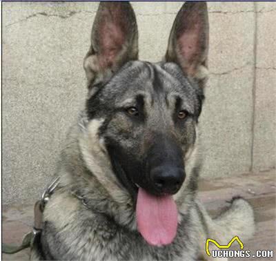 国产版德牧犬，民间驯兽达人培养50年的神犬：中华狼青