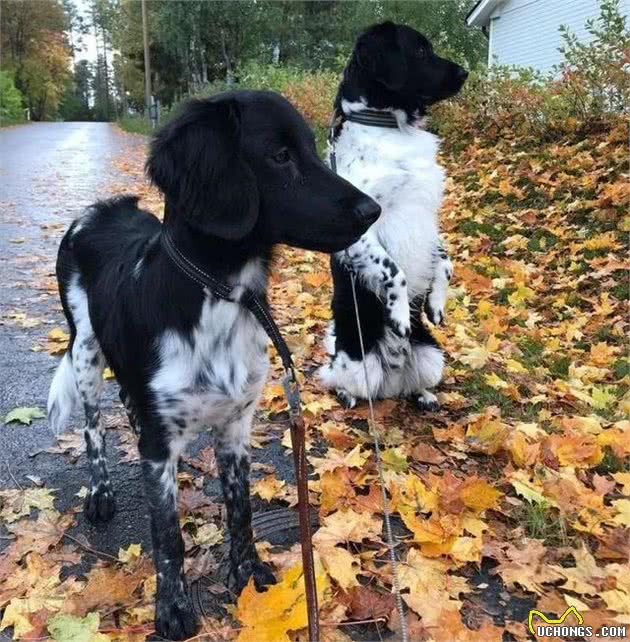 今天才发现它们的存在　一次看完11个稀有的犬的品种