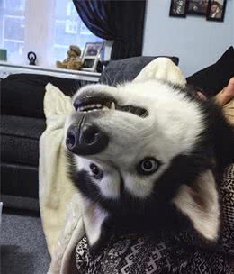 烦烦烦，狗狗喜欢拆家的不良的行为该如何纠正