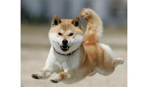 为什么养秋田犬的人少？16个不能养秋田的理由