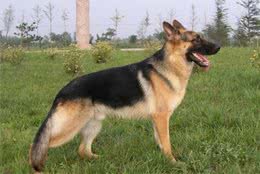 如何科学饲喂老龄犬？