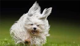 狗狗皮屑全攻略