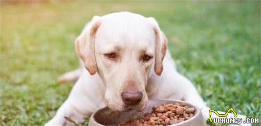 在选择性价比高的散装犬粮时，你应注意这些事项