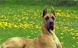 大丹犬多少钱一只？大丹犬的市场价格