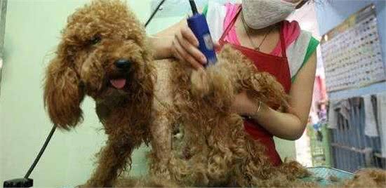 泰迪犬夏季散热有妙招，除了多喝水，还需要一款清凉的造型！