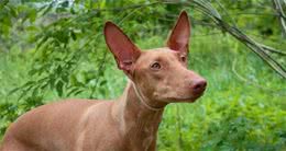 法老王猎犬：数千年前埃及国王的爱犬，现在还是马耳他的国犬