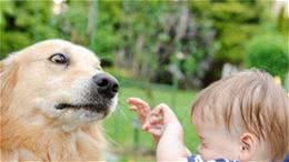 有小孩了，家里的狗狗该怎么办？这样教狗狗不伤害孩子