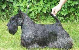 苏格兰梗犬掉毛么苏格兰梗犬一般都不掉毛