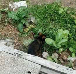 流浪狗妈妈去世多日，狗宝宝以为妈妈只是睡着了，还不断的吸着奶