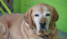 狗狗变老，请避开老年犬护理误区，别让狗狗老了更痛苦