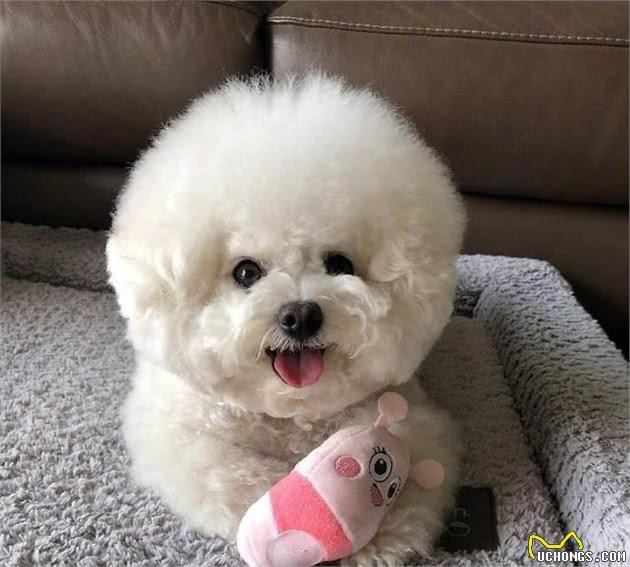 自己养了一只跟屁虫，这只比熊犬像一颗大号棉花糖，笑起来巨萌