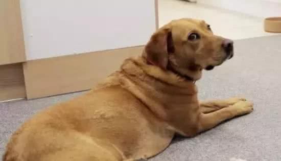警惕狗狗也会得糖尿病