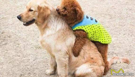 泰迪犬都有这6大特点？很多人还不知道