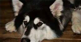 宠物冷知识：如何才能让狗狗延长寿命？