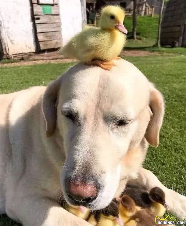 关于拉布拉多犬你都知道多少？