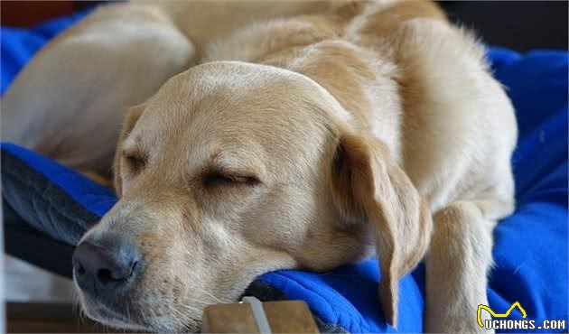 狗狗一生会有的8个变化，了解了可以让它寿命更长