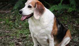 犬拉稀不要急，找出原因再解决！这6个原因是最多见！
