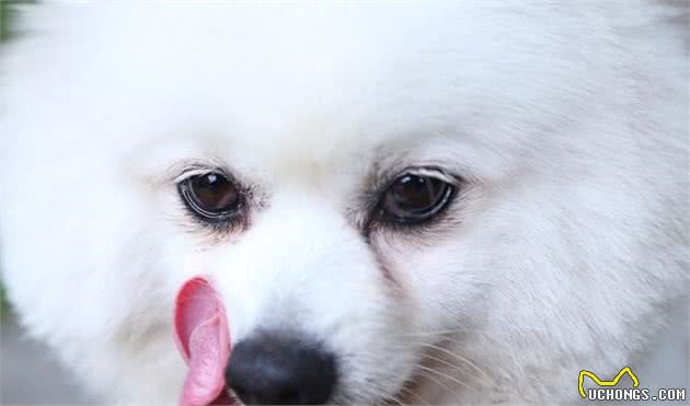 几种导致狗狗口臭的疾病及症状