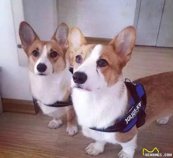 狗狗胸背P链项圈学问大了!快来看看你选的对不对