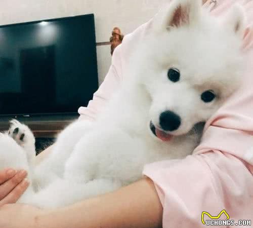 狗狗为什么对主人的床情有独钟，原因有这8条