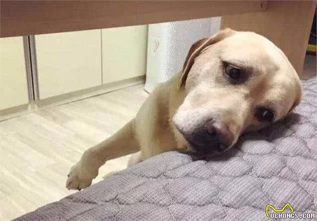 狗狗为什么对主人的床情有独钟，原因有这8条