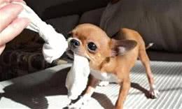 为什么狗狗喜欢咬东西，其实就只是这些原因而已