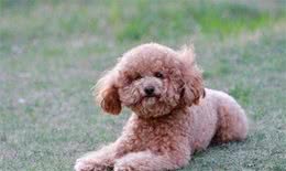 泰迪犬为什么很色，你知道吗？这样的泰迪犬，你又知道吗？