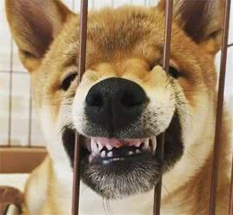 你家狗不良的行为的养成，你，“功不可没”