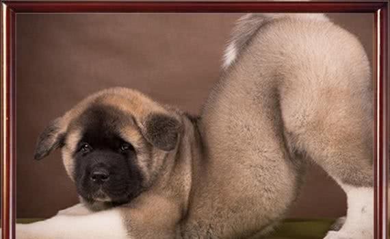 清点宠圈十大护卫犬