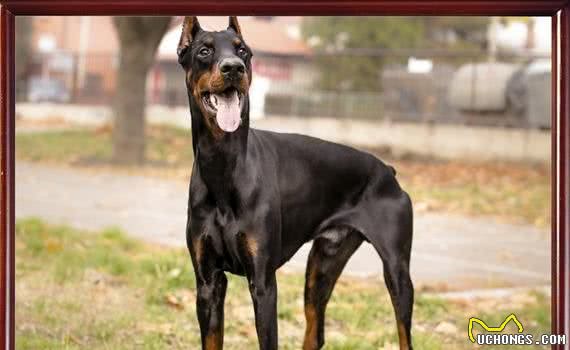 清点宠圈十大护卫犬