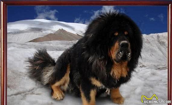 清点宠圈十大护卫犬